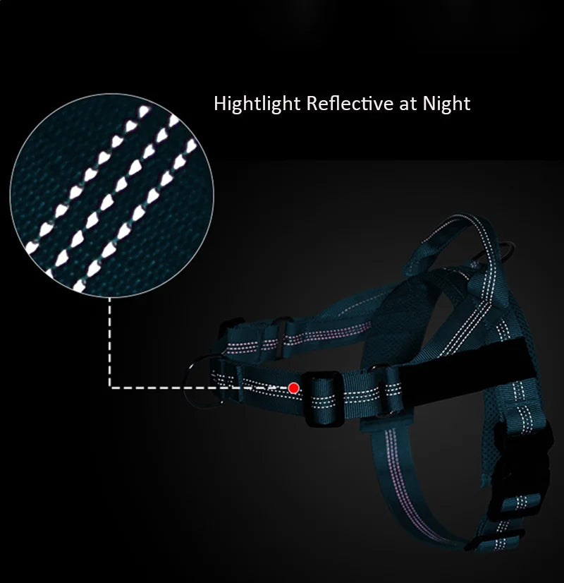 The Perfect Walk Bundle