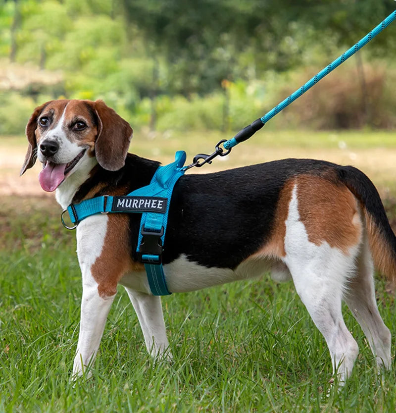 The Perfect Walk Bundle